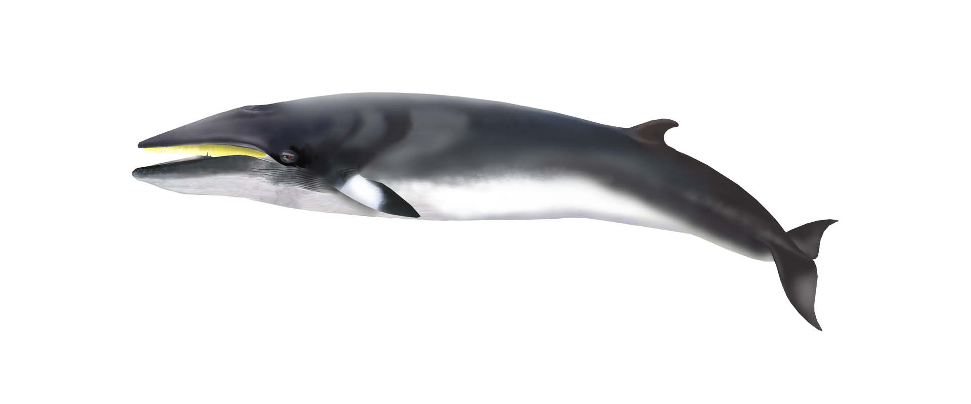 Minke Whale