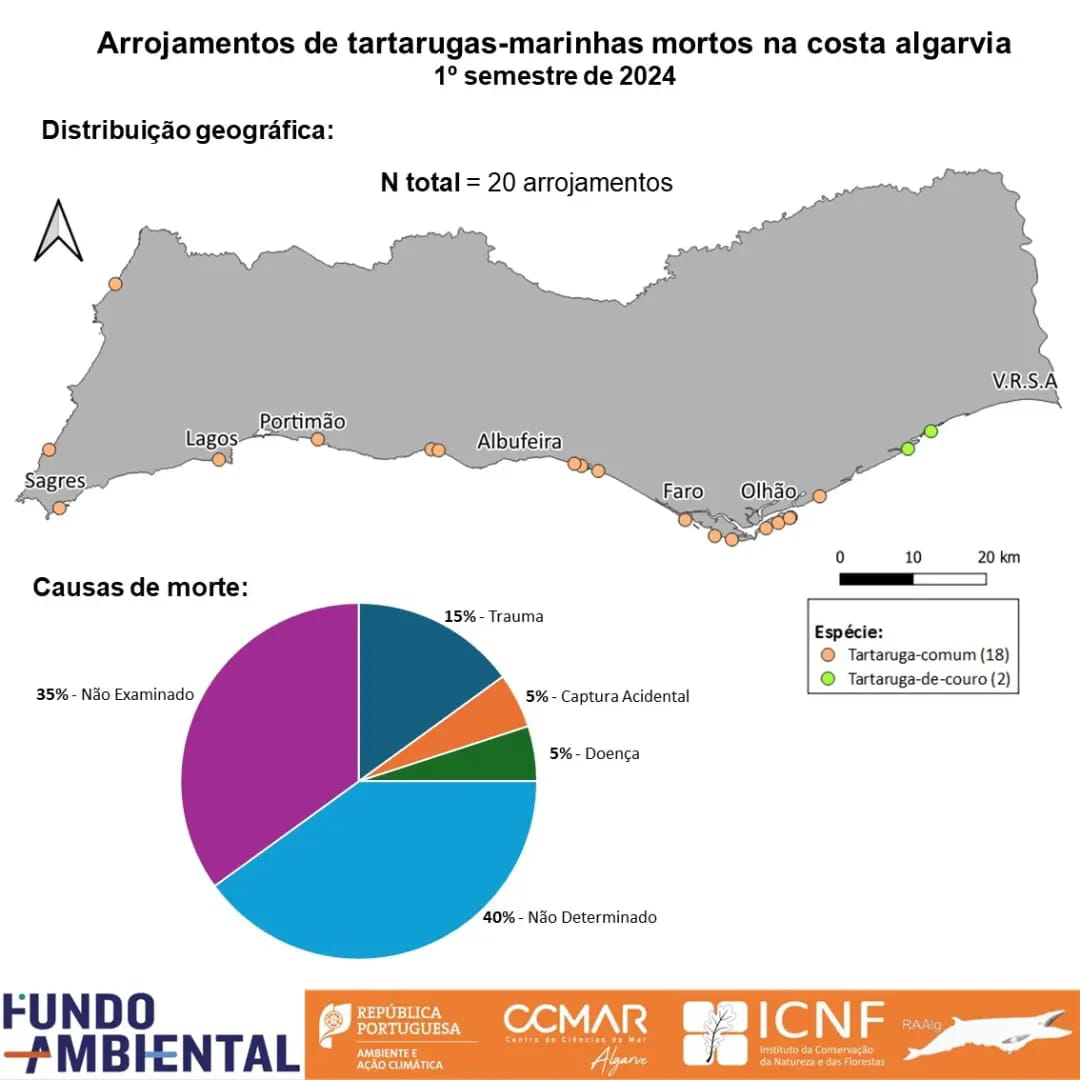 Resultados 1º semestre - tartarugas