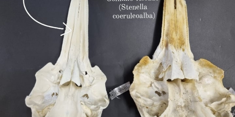 Common dolphin vs striped dolphin